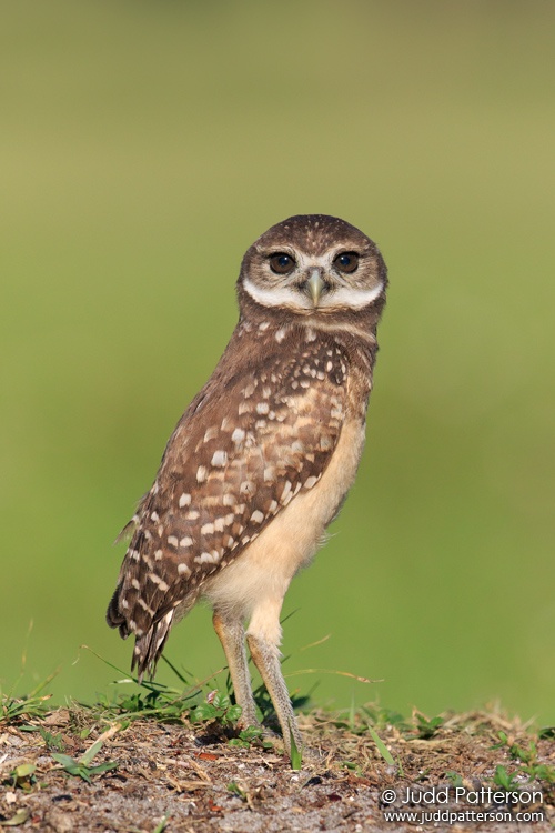 Burrowing Owl, Brian Piccolo Park, Broward County, Florida, United States